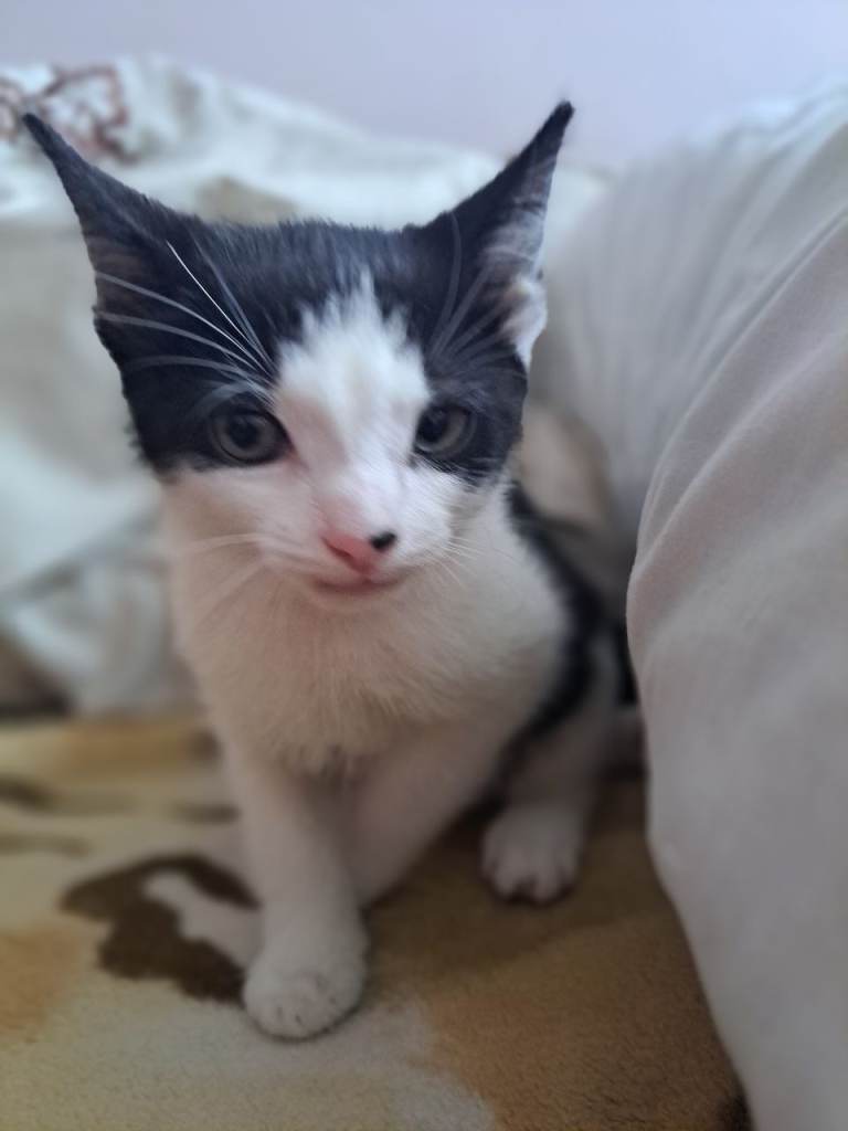 Kitten for sale 