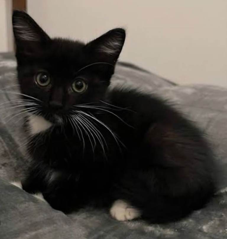 Mixed litter kittens 