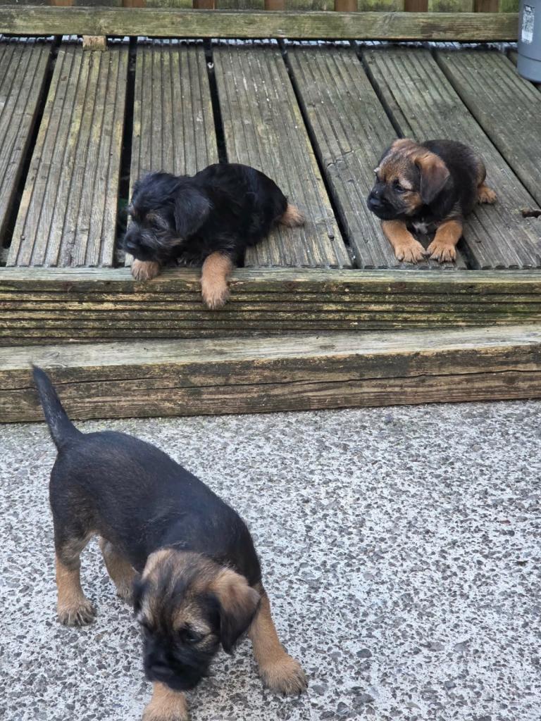 Border terrier puppies for sale 