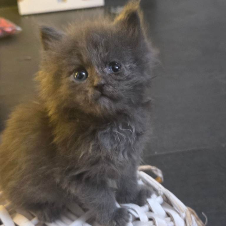 Champion russian Maine coon kittens