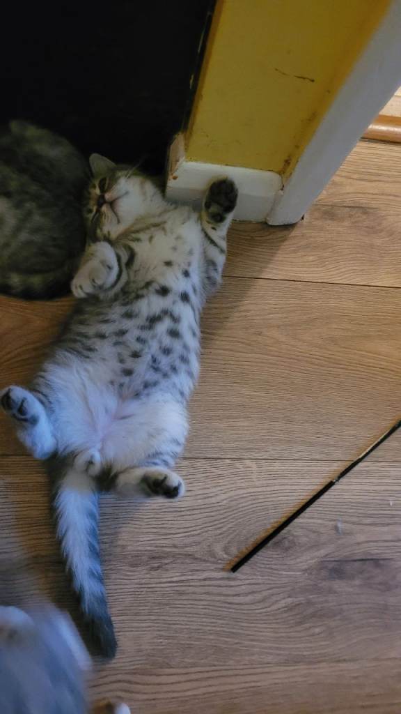 British shorthair 