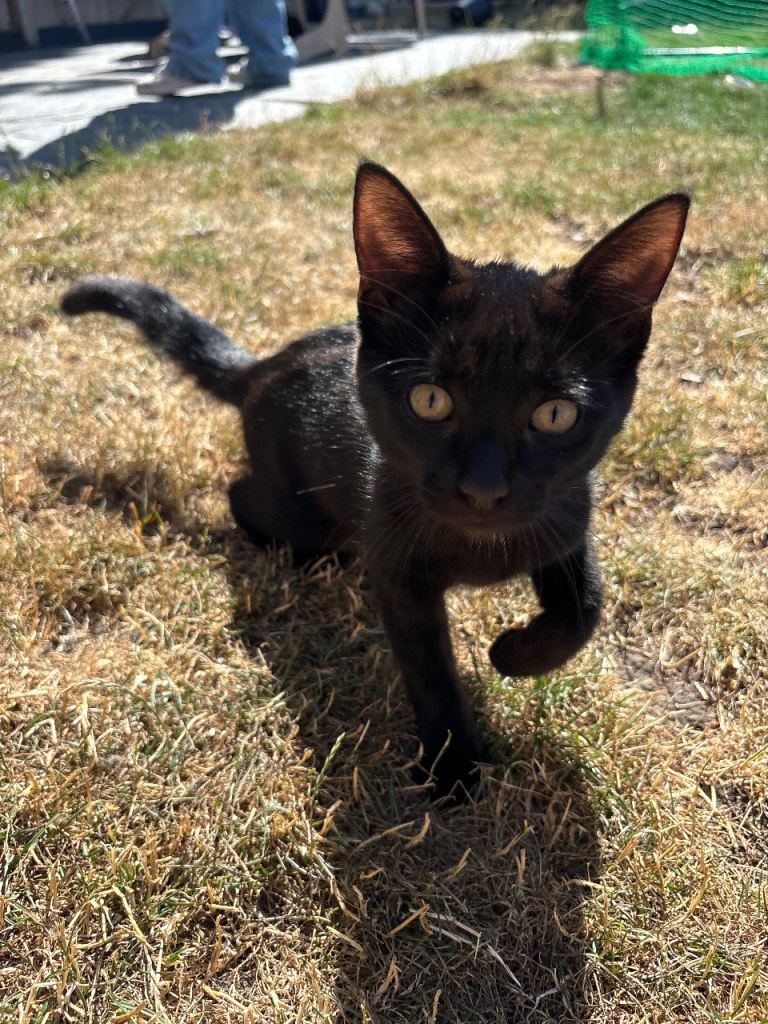 X3 black kittens AND multicoloured kittens ready now 