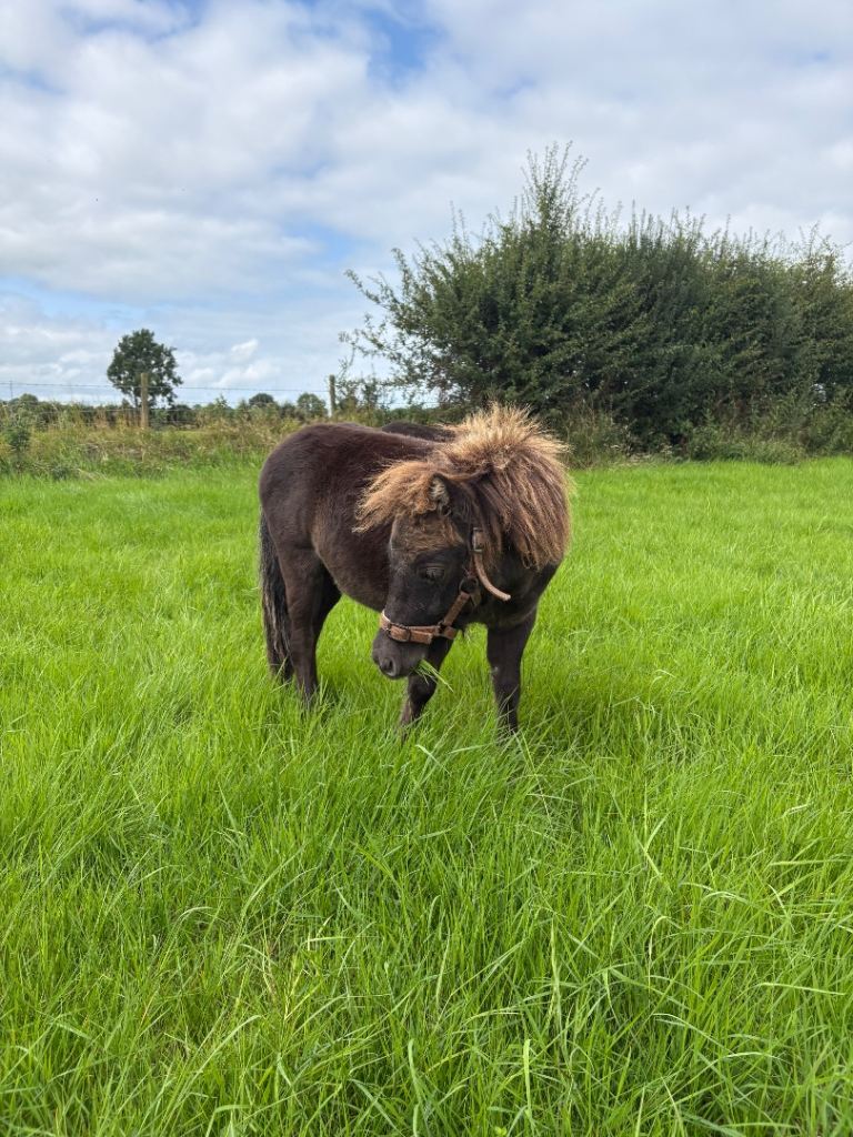 2 x Miniature Falabella Horses / American Miniature