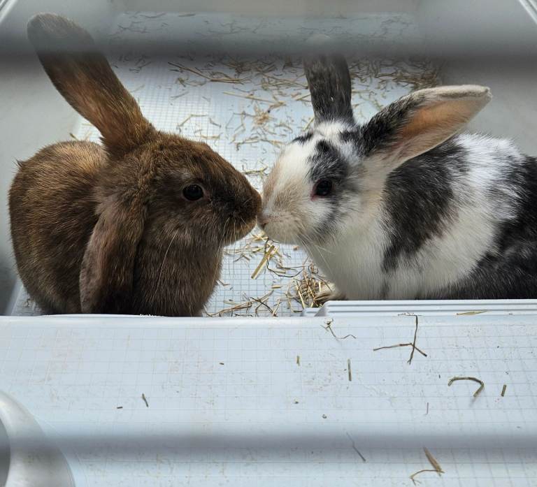 2 Female rabbits with cage