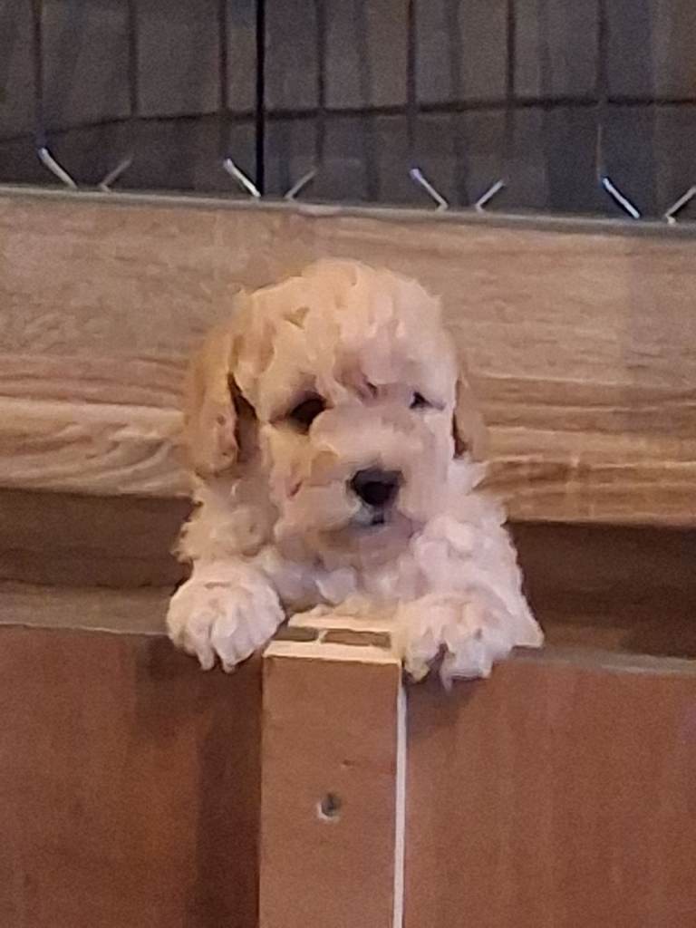Beautiful Poochon puppy
