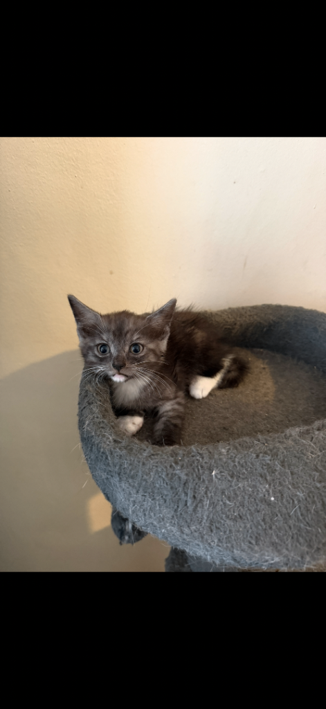 ADORABLE KiTTENS!! £200 ONO