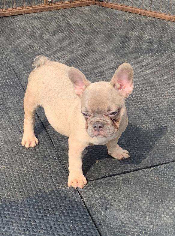 Lilac fawn french bulldog puppies