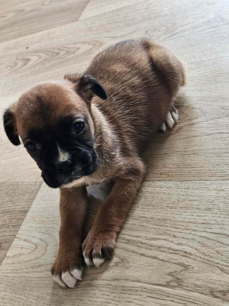 Boxer puppies kc reg