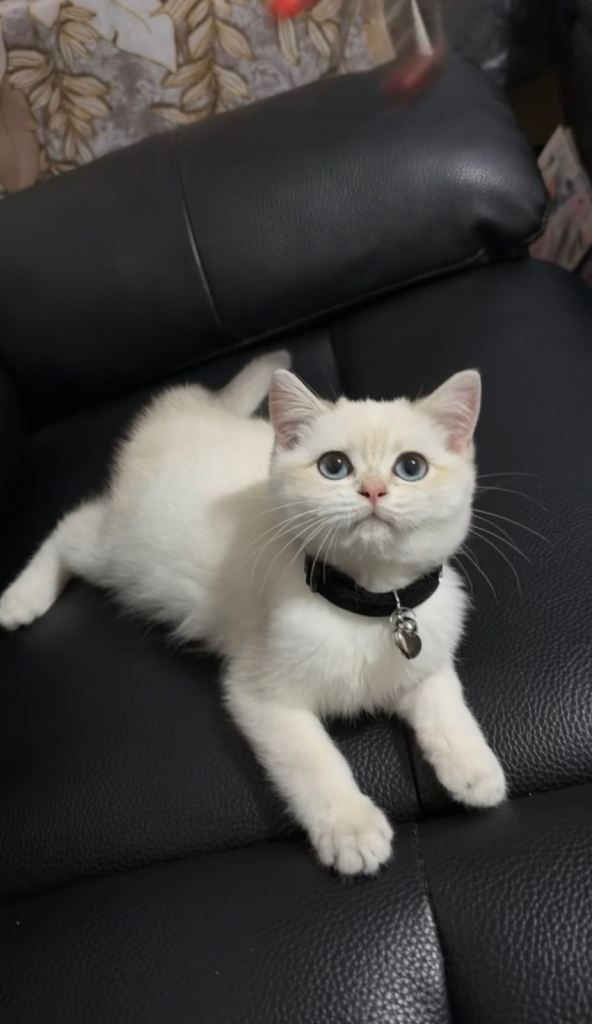 Pure British Shorthair Male Kitten 💙