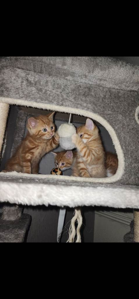 LAST 2 Absolutely stunning ginger male kittens 