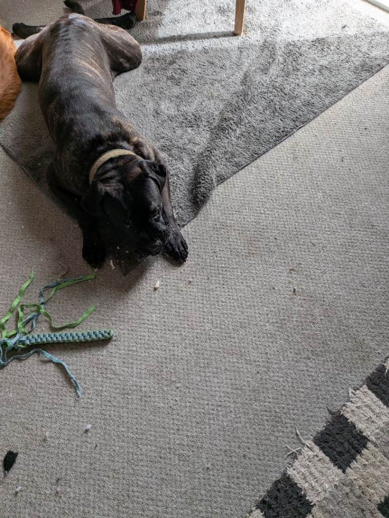 14 month cane corso