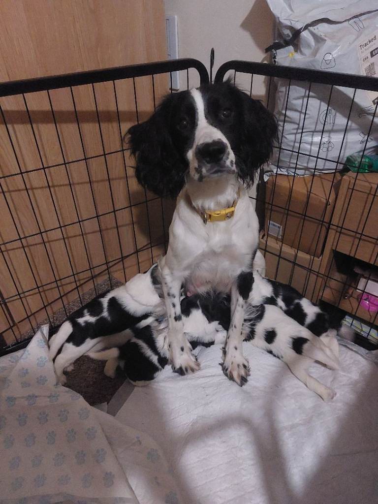English Springer Spaniel Puppies