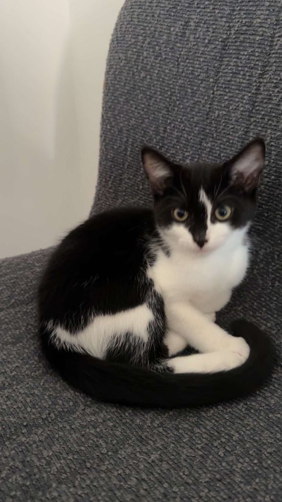 Adorable black and white female kitten!