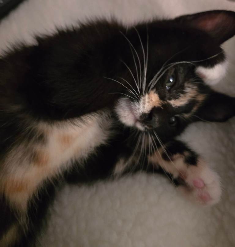 Female kitten for sale