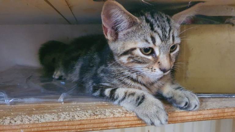 Beautiful kittens for sale,  looking for a new home