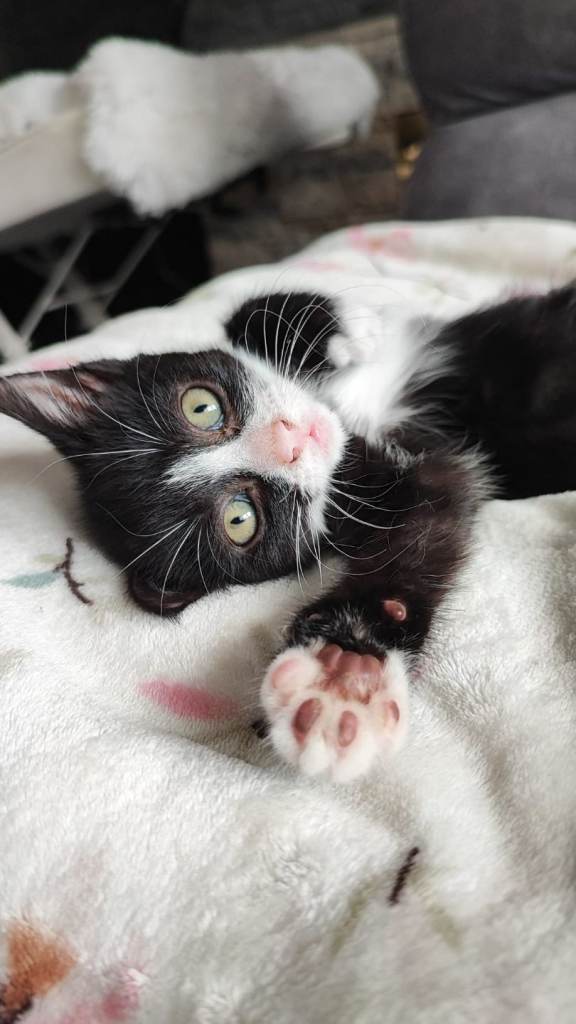 Black and white kitten
