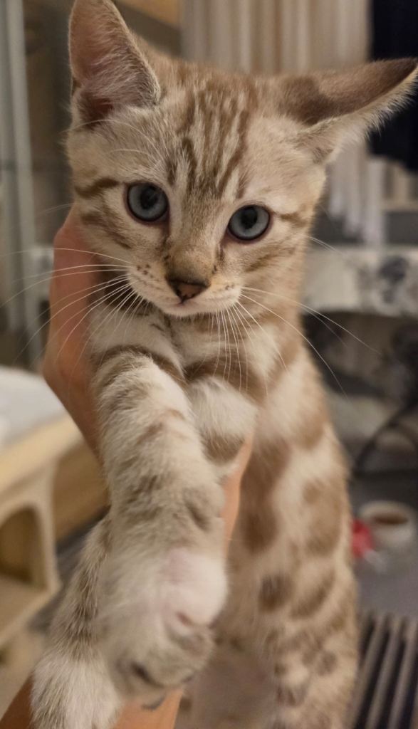 Beautiful Bengal Kitten with Striking Blue Eyes