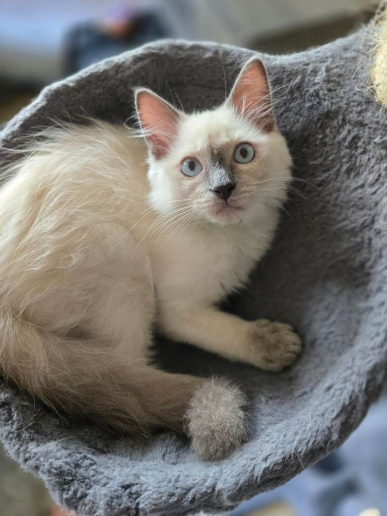 Pure Ragdoll kittens 1 boy left