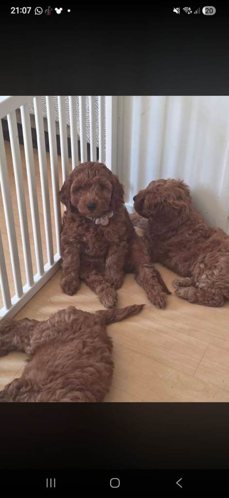 Meet lola , a beautiful cockapoo bitch She is so playful , loving , adorable.
