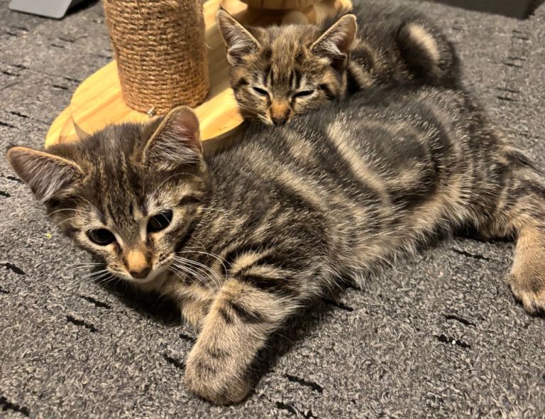 2 Female Kittens Left, Ready To Leave