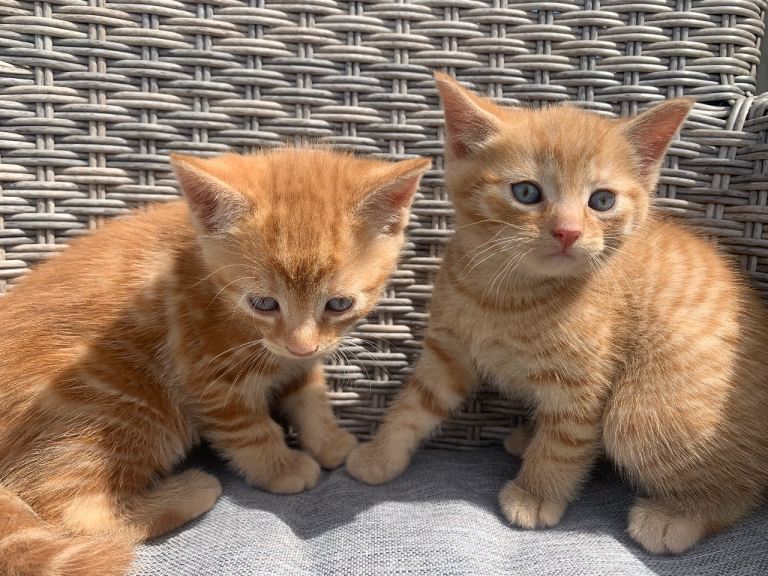 Beautiful Kittens 