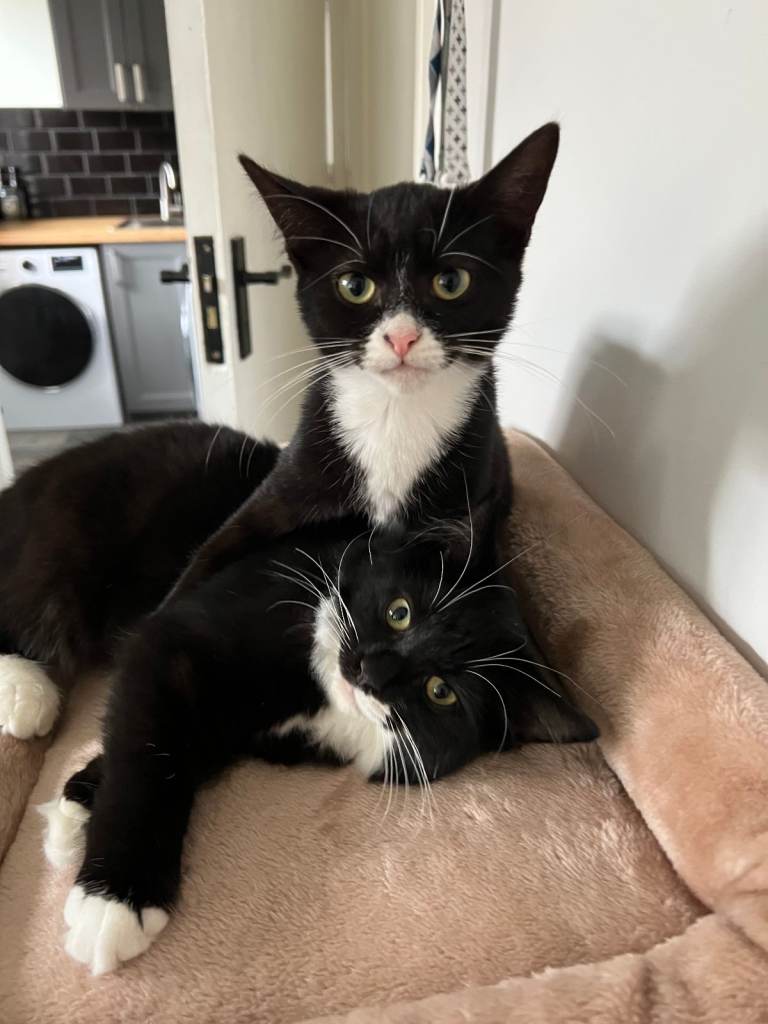 2 kittens for sale