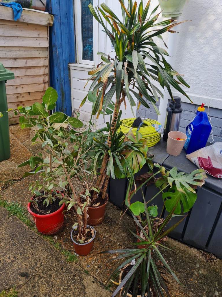 House plant bundle