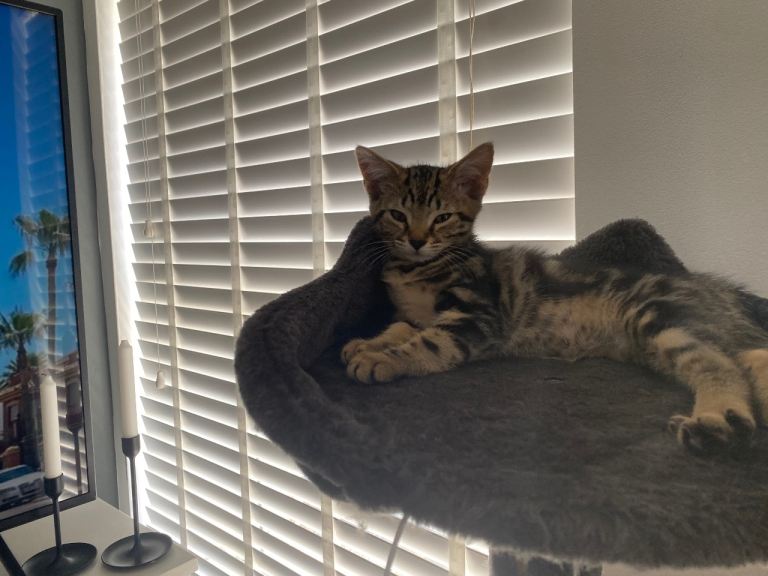 ❤️🐈‍⬛Beautiful kittens ready for new home ❤️🐈‍⬛