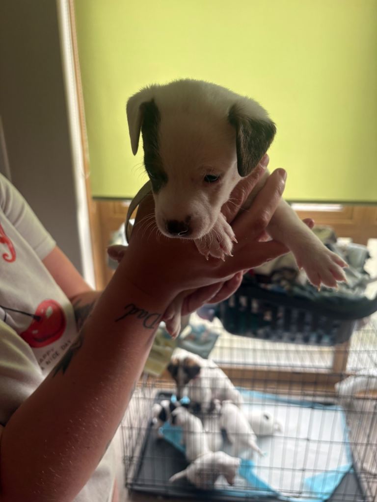Jack Russell pup for sale last 1 boy