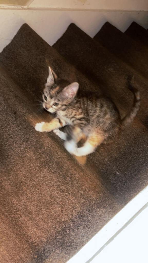 Female kitten for sale- last of litter 