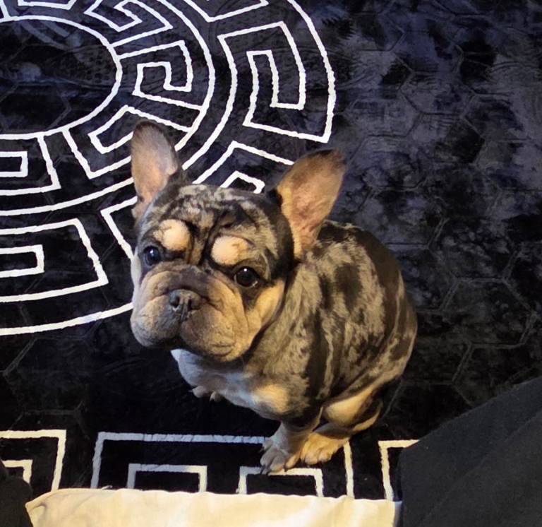French bulldog 