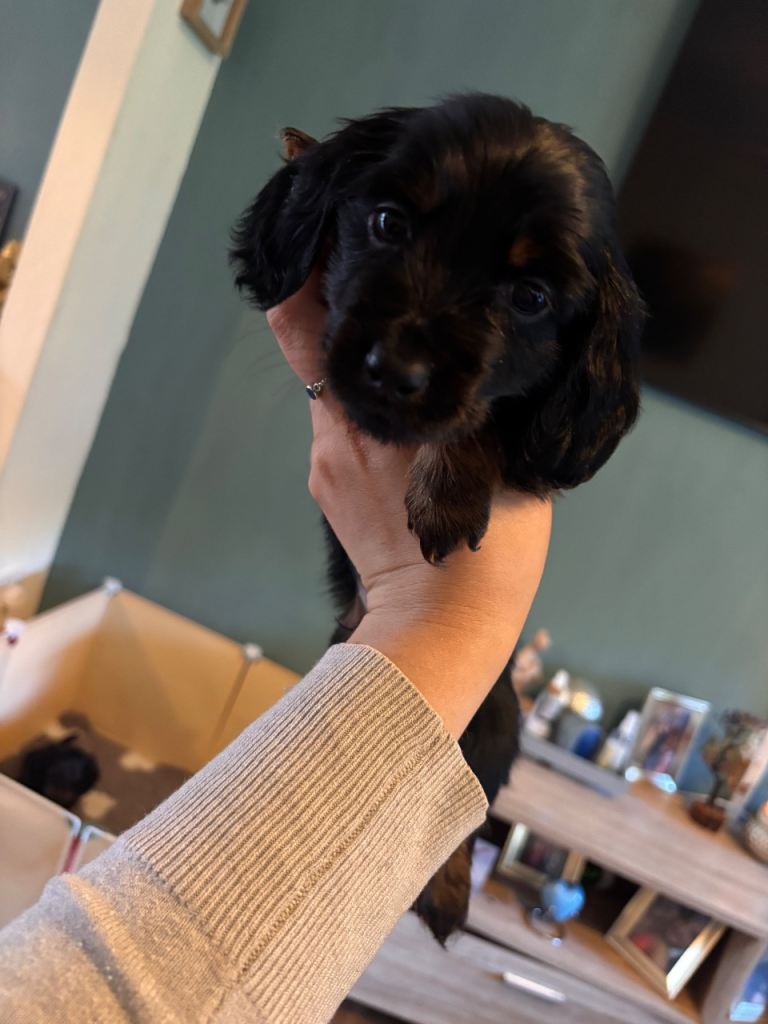 Miniature dachshunds