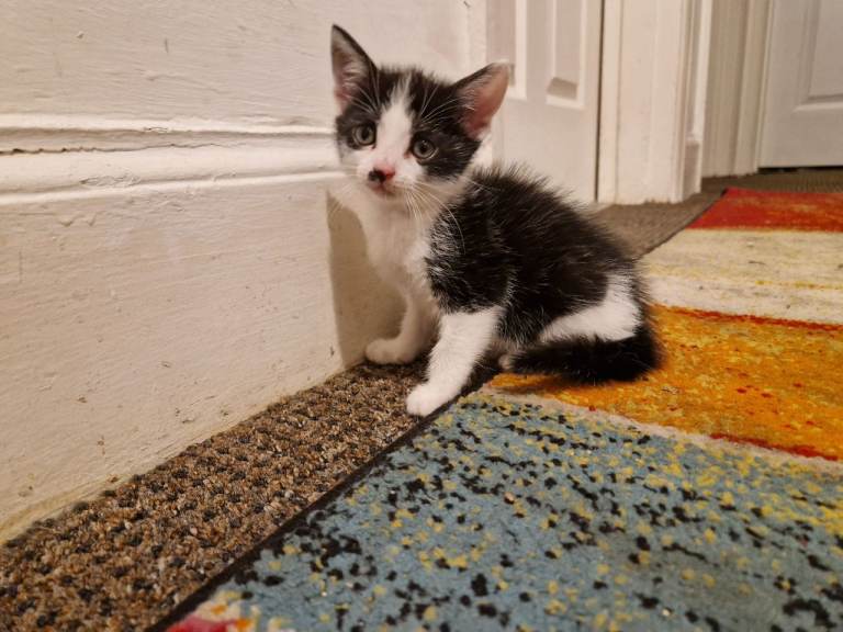 Short haired  britsh kitten 