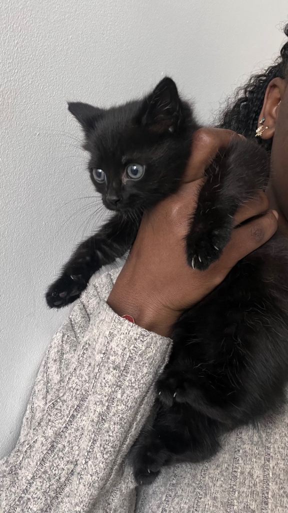 Black kitten 
