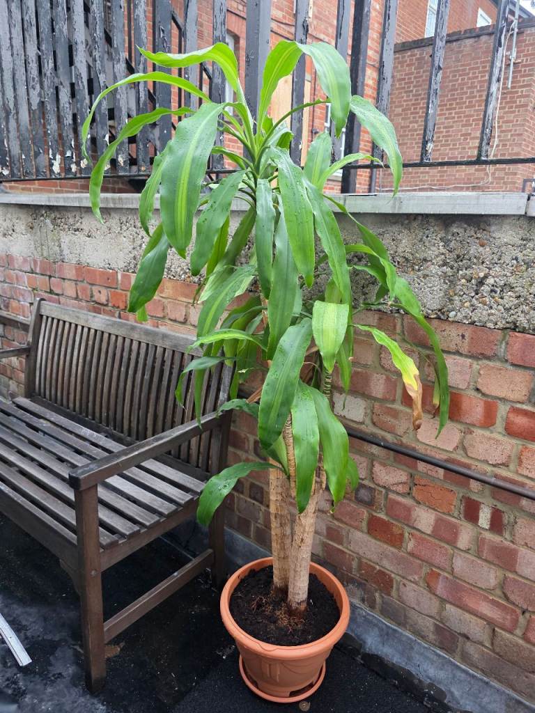 Large dracaena plant