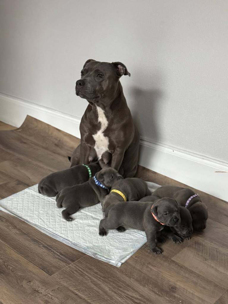 ***Champions Bloodlines***KC Registered Blue Staffordshire Bull Terrier Puppies 