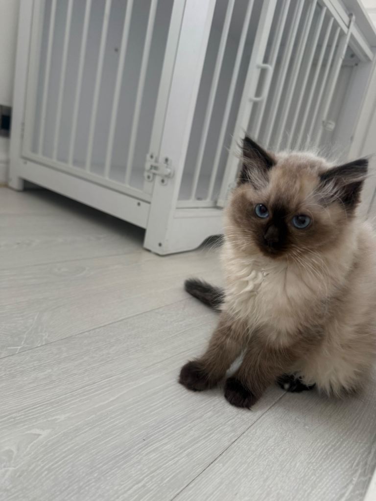 Kitten Ragdoll 