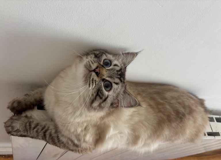 Ragdoll cat 