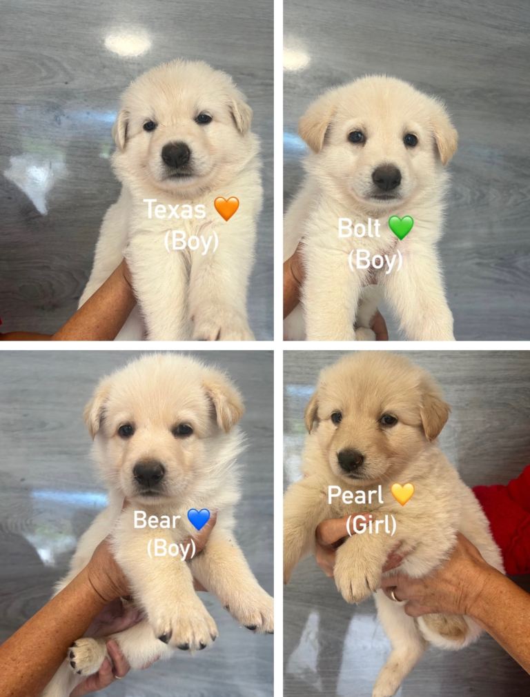 German Shepherd Puppies - ALL NOW RESERVED - 