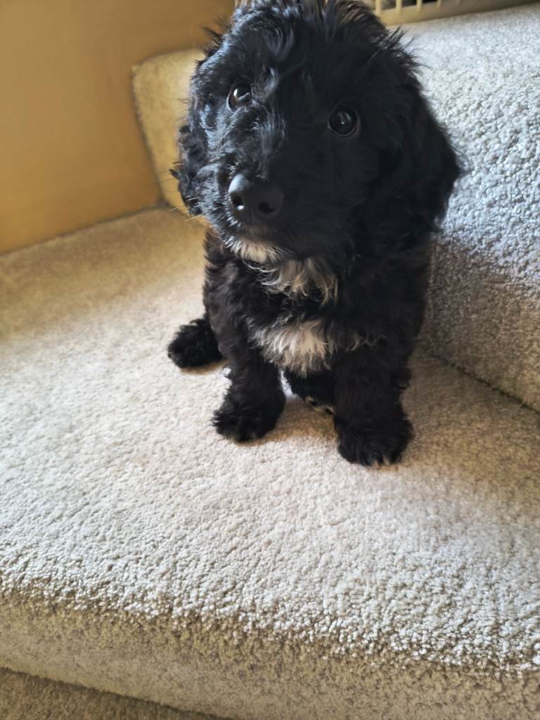 Jackapoo Pup 9 wks old.. Gorgeous Boy! ***Pending Collection***