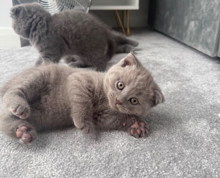 Pedigree Adorable British shorthair Kittens