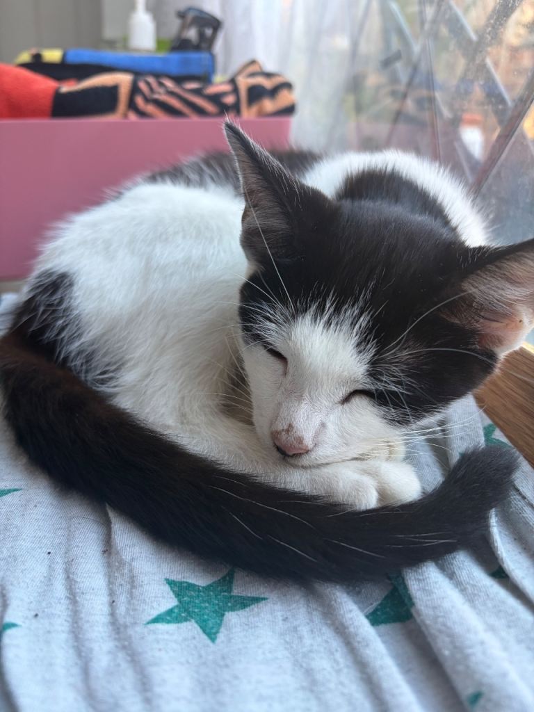 Kitten