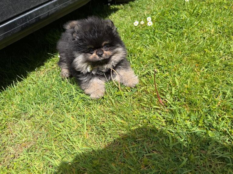 Teddy Bear Pomeranians 