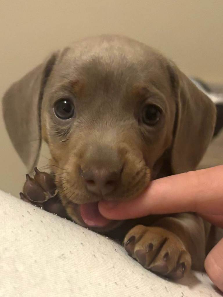 X3 KC REGISTERED MINIATURE DACHSHUNDS