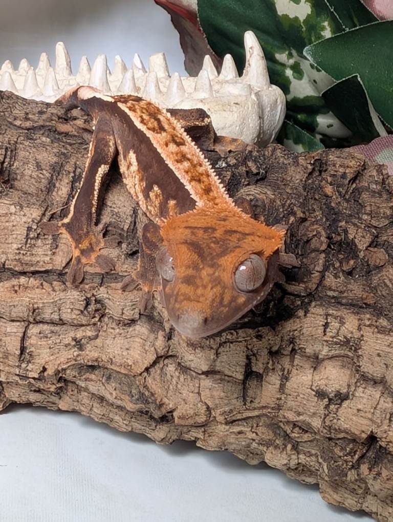 Crested Gecko