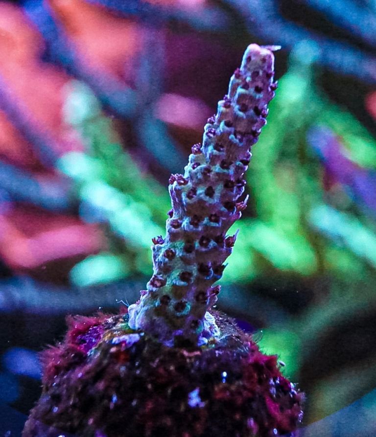 Acro purple polyps coral marine frag