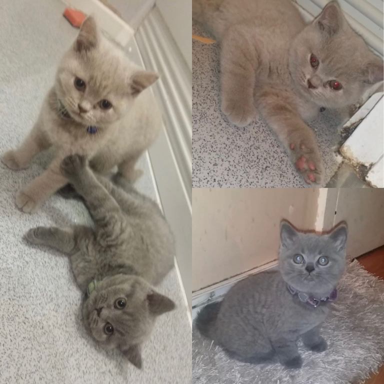 Beautiful British Shorthair Kittens