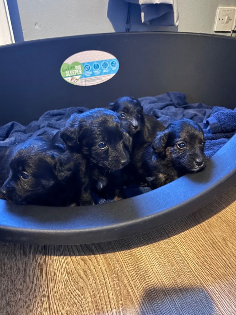 Puppies for sale