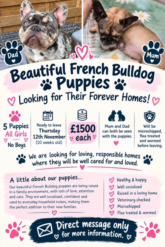6 Stunning female french bulldog puppies 