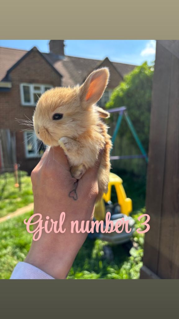 Mini lop babies